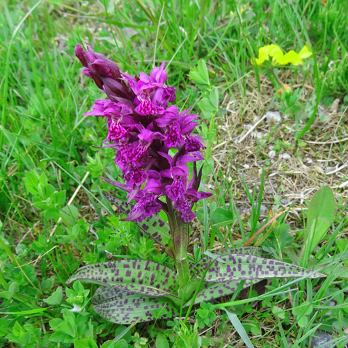 Breitblättrige Fingerwurz / Dactylorhiza majalis