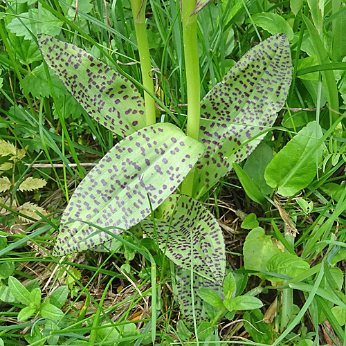 Breitblättrige Fingerwurz / Dactylorhiza majalis