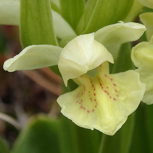 Holunder-Fingerwurz / Dactylorhiza sambucina