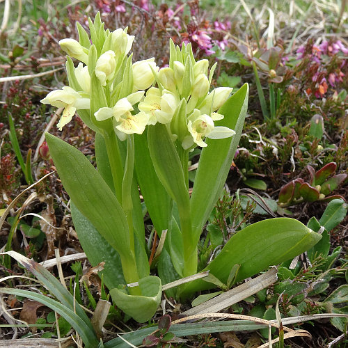 Holunder-Fingerwurz / Dactylorhiza sambucina