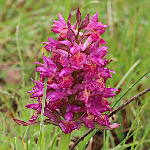 Holunder-Fingerwurz / Dactylorhiza sambucina