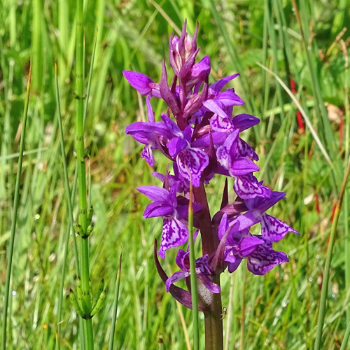 Traunsteiners Fingerwurz / Dactylorhiza traunsteineri