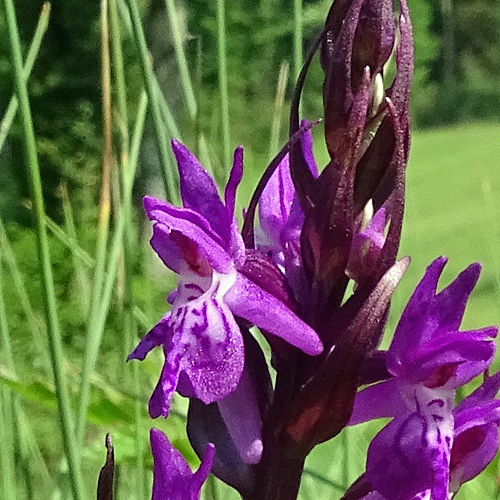 Traunsteiners Fingerwurz / Dactylorhiza traunsteineri