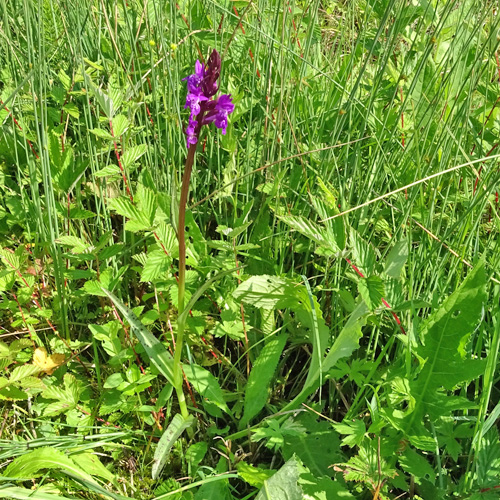 Traunsteiners Fingerwurz / Dactylorhiza traunsteineri