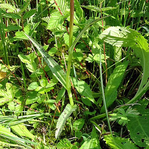 Traunsteiners Fingerwurz / Dactylorhiza traunsteineri