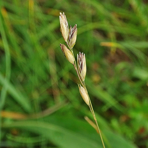 Dreizahn / Danthonia decumbens