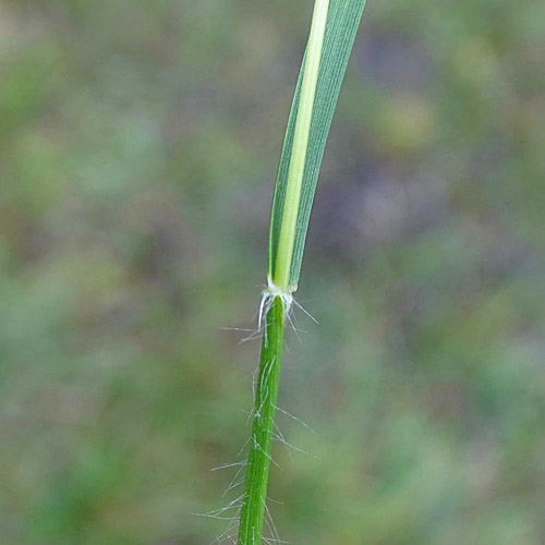 Dreizahn / Danthonia decumbens