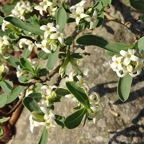 Alpen-Seidelbast / Daphne alpina