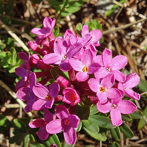 Flaumiger Seidelbast / Daphne cneorum