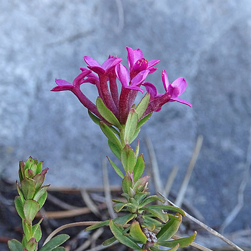 Flaumiger Seidelbast / Daphne cneorum