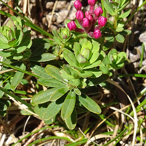 Flaumiger Seidelbast / Daphne cneorum