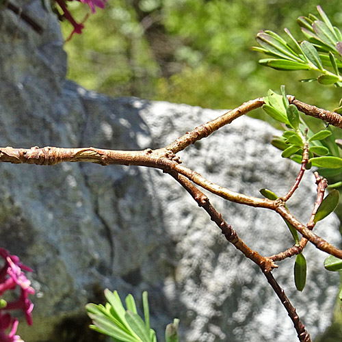 Flaumiger Seidelbast / Daphne cneorum