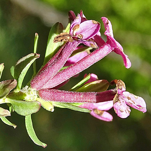 Flaumiger Seidelbast / Daphne cneorum