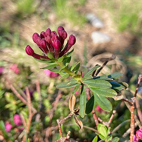 Flaumiger Seidelbast / Daphne cneorum