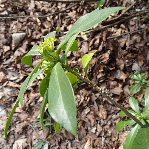 Lorbeer-Seidelbast / Daphne laureola