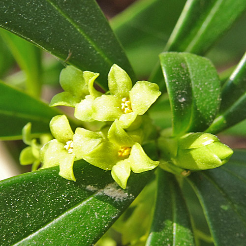 Lorbeer-Seidelbast / Daphne laureola