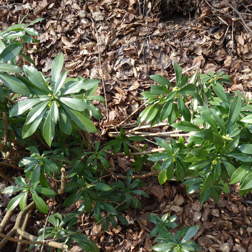 Lorbeer-Seidelbast / Daphne laureola