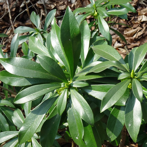 Lorbeer-Seidelbast / Daphne laureola