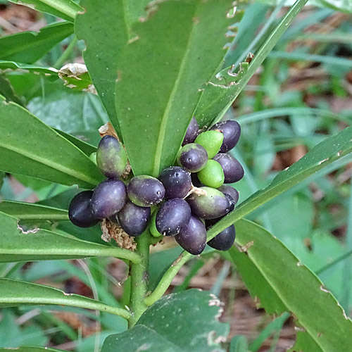 Lorbeer-Seidelbast / Daphne laureola