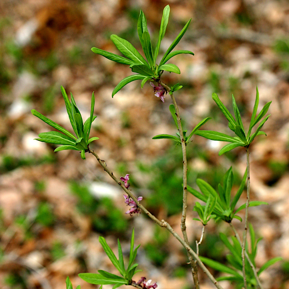 Echter Seidelbast / Daphne mezereum