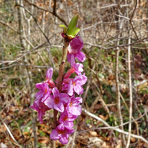 Echter Seidelbast / Daphne mezereum