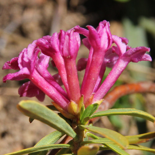 Gestreifter Seidelbast / Daphne striata