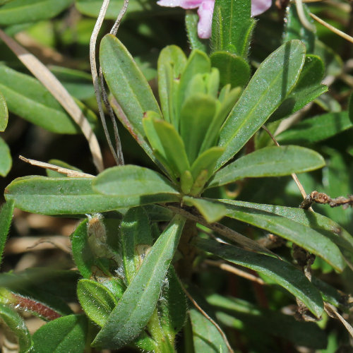 Gestreifter Seidelbast / Daphne striata