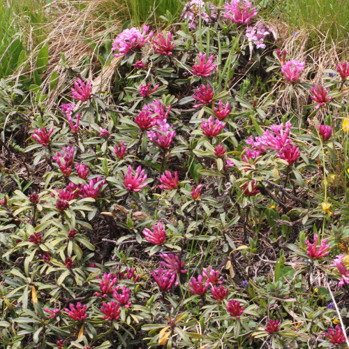 Gestreifter Seidelbast / Daphne striata