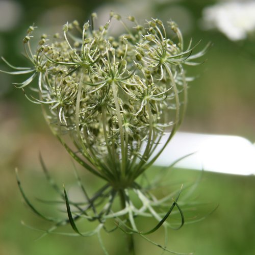 Wilde Möhre / Daucus carota