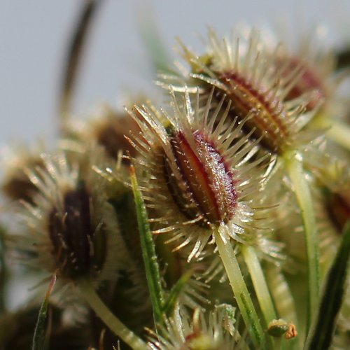 Wilde Möhre / Daucus carota