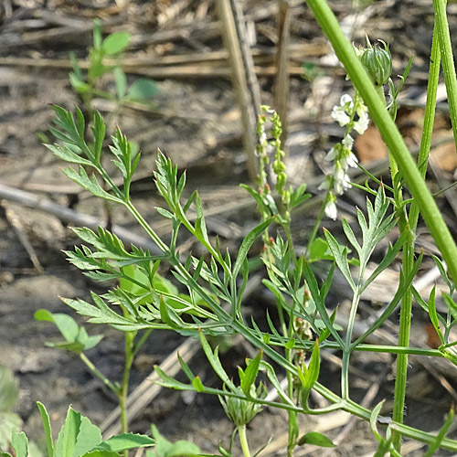 Wilde Möhre / Daucus carota