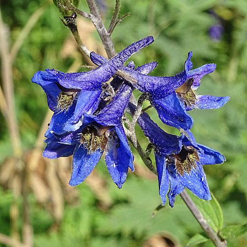 Hoher Rittersporn / Delphinium elatum