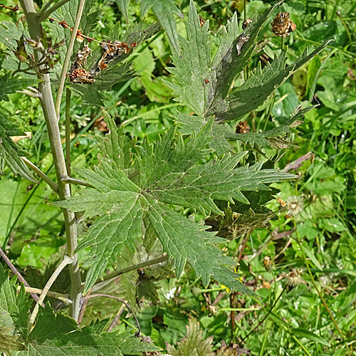 Hoher Rittersporn / Delphinium elatum