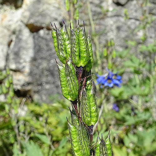 Hoher Rittersporn / Delphinium elatum