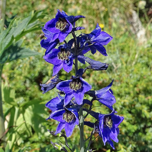 Hoher Rittersporn / Delphinium elatum