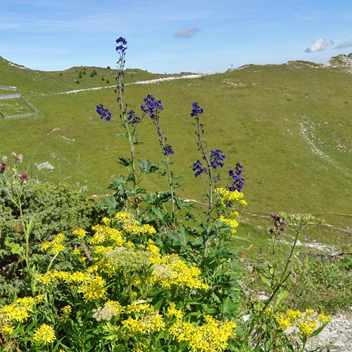 Hoher Rittersporn / Delphinium elatum