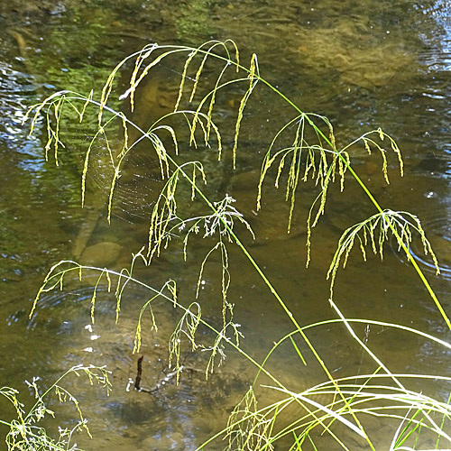 Rasen-Schmiele / Deschampsia cespitosa