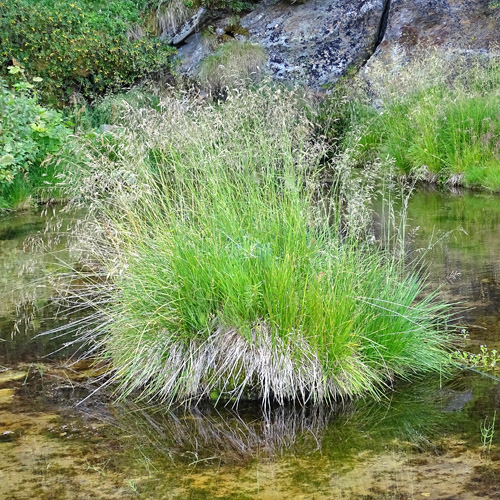 Rasen-Schmiele / Deschampsia cespitosa