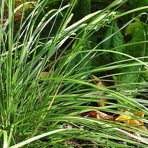 Rasen-Schmiele / Deschampsia cespitosa