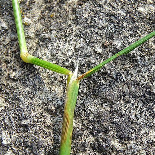 Rasen-Schmiele / Deschampsia cespitosa