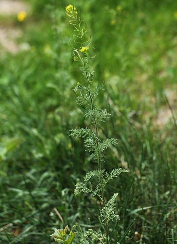 Sophienkraut / Descurainia sophia