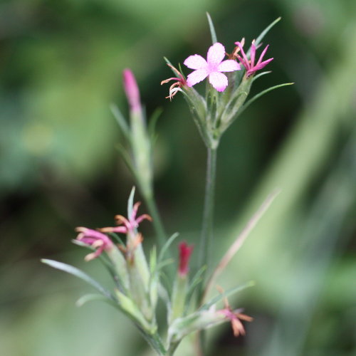 Raue Nelke / Dianthus armeria