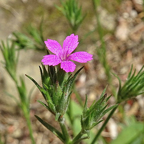 Raue Nelke / Dianthus armeria