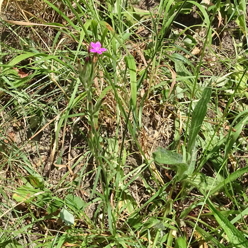 Raue Nelke / Dianthus armeria