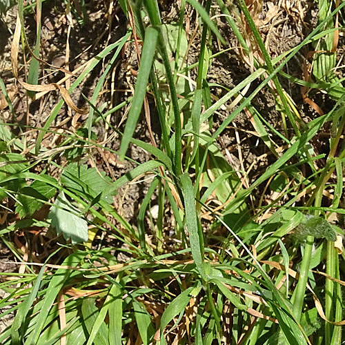 Raue Nelke / Dianthus armeria
