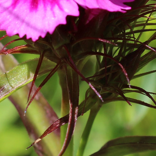 Bart-Nelke / Dianthus barbatus