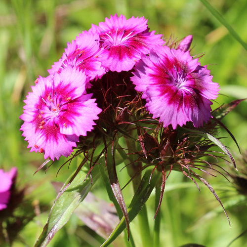 Bart-Nelke / Dianthus barbatus