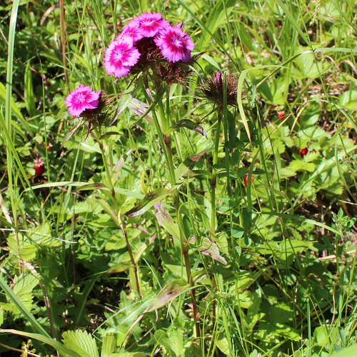 Bart-Nelke / Dianthus barbatus