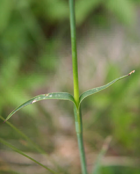 Karthäuser-Nelke / Dianthus carthusianorum