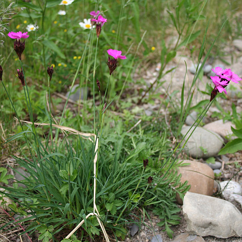 Karthäuser-Nelke / Dianthus carthusianorum